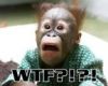 WTF-orangutan.jpg