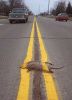 road_kill.jpg