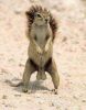 t1_squirrel_nuts.jpg